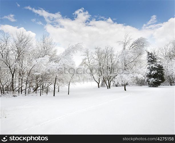 Winter Landscape After Ice Storm