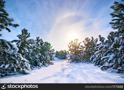 Winter landscape. Composition of nature. . Winter landscape