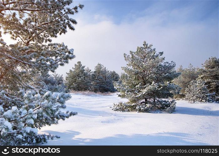 Winter landscape. Composition of nature.. Winter landscape