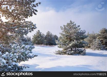 Winter landscape. Composition of nature.. Winter landscape