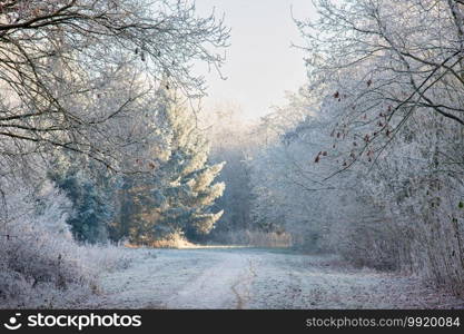 Winter landscape, Country road through snowy wood with hoarfrost at the trees. Winter landscape, Country road through snowy wood