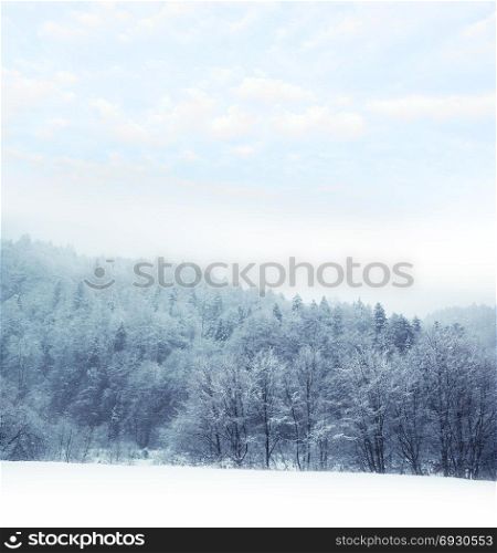 Winter landscape. Forest in the mountains. Foggy day