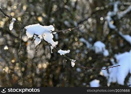 Winter landscape. Frost on branches. Beautiful winter seasonal natural background.