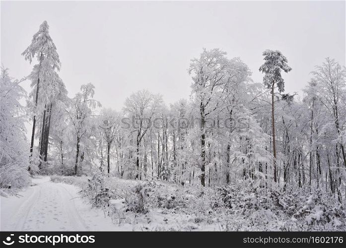 Winter landscape - frosty trees in the forest. Nature covered with snow. Beautiful seasonal natural background.