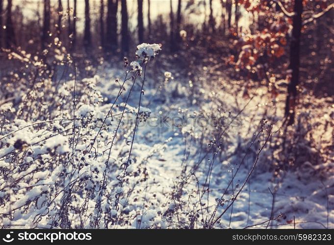 Winter landscape. Frozen meadow.