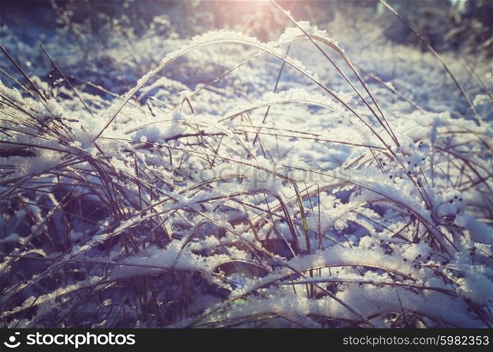 Winter landscape. Frozen meadow.