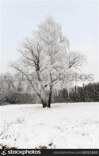winter landscape. frozen tree in fied