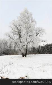 winter landscape. frozen tree in fied