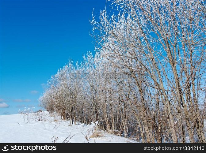 Winter landscape. frozen trees. a bright sunny day