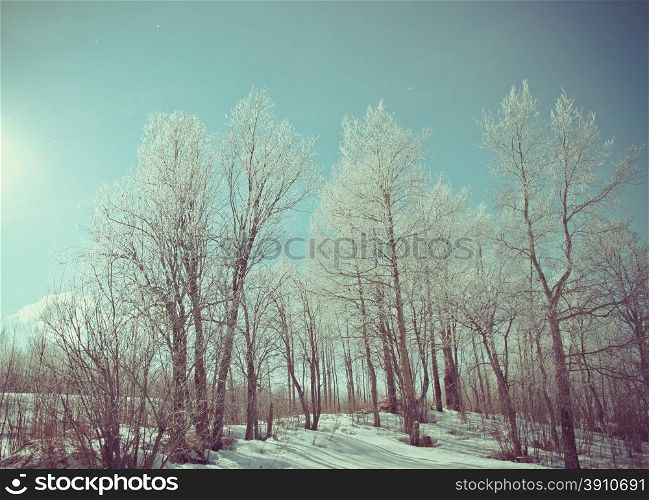 Winter landscape. frozen trees. a bright sunny day