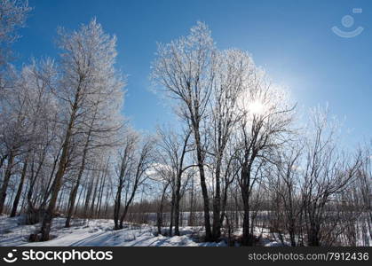 Winter landscape. frozen trees. a bright sunny day