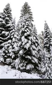 Winter landscape - high and snowy spruce trees in a deep forest