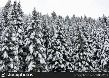 Winter landscape - high and snowy spruce trees in a deep forest in the mountains