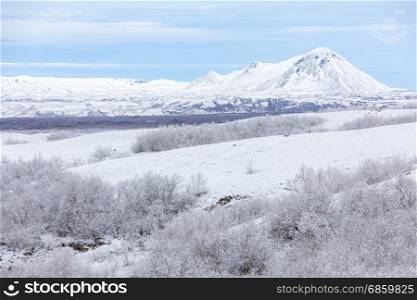 Winter landscape Iceland. Winter landscape with snow covered trees at Dimmuborgir Lake Myvatn, Iceland