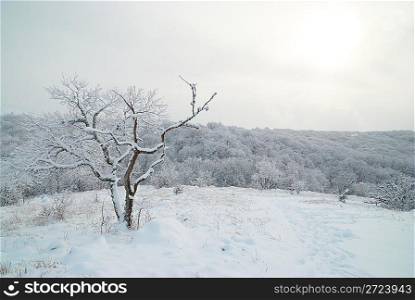 Winter landscape- icy forest with beautiful trees