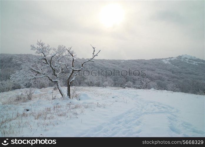 Winter landscape- icy forest with beautiful trees
