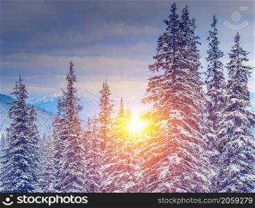 Winter landscape in Carpathian mountains. Ukraine, Europe. Retro style filter. Instagram toning effect.. Amazing evening winter landscape.