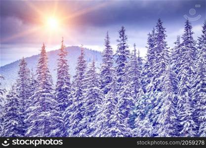 Winter landscape in Carpathian mountains. Ukraine, Europe. Retro style filter. Instagram toning effect.. WInter Landscape