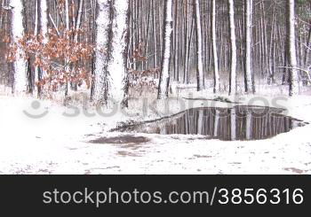 Winter landscape in snow forest.