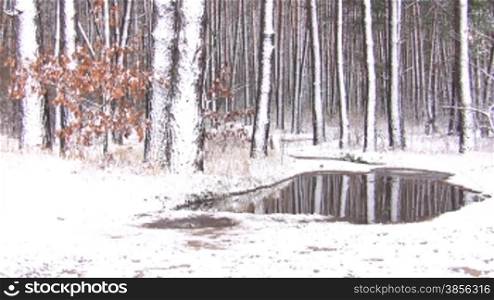 Winter landscape in snow forest.