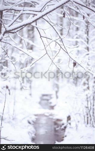 Winter landscape in snowy forest. Branches covered with snow, vertical