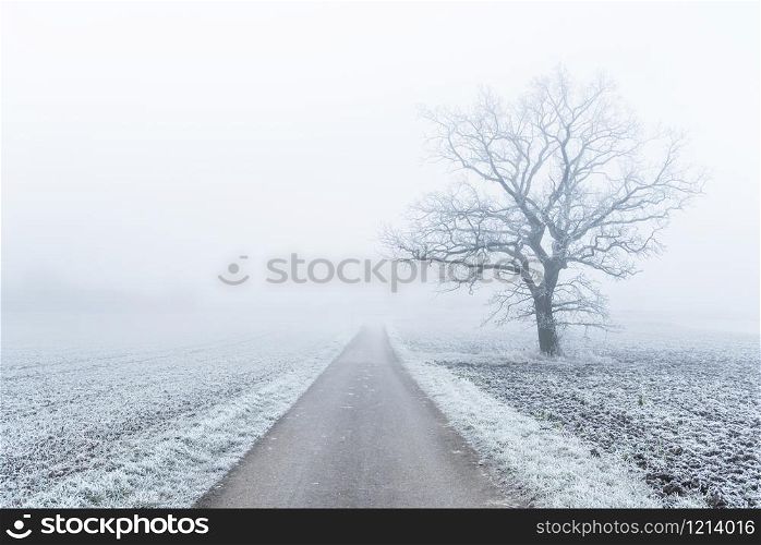 Winter landscape in south Germany, near the city of Stuttgart with a bicycle alley and a leafless tree covered in frost. Countryside scenery with frozen agricultural fields
