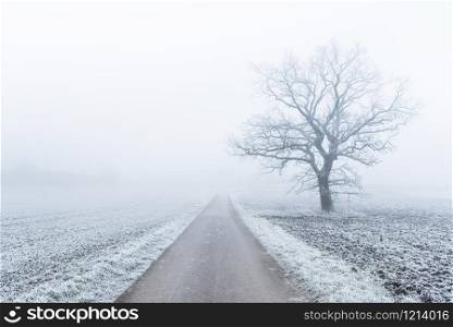 Winter landscape in south Germany, near the city of Stuttgart with a bicycle alley and a leafless tree covered in frost. Countryside scenery with frozen agricultural fields