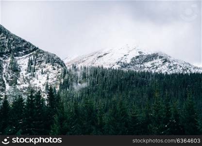 winter landscape in the Carpathian forest, mountains, clouds mist, trees