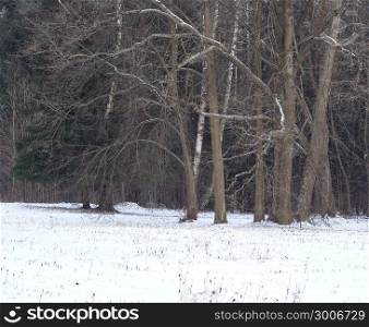 Winter landscape in the forest. Snow-covered glade