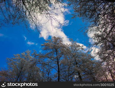 Winter landscape in The Styria,Austria