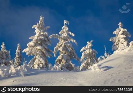 Winter landscape in the woods on a snowy hill