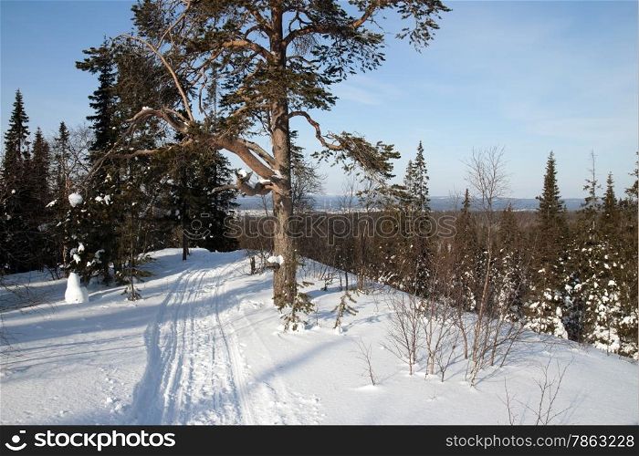 Winter landscape in the woods on a sunny day