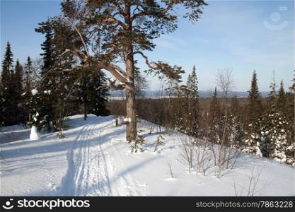Winter landscape in the woods on a sunny day