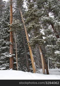 Winter landscape in Vail, Colorado