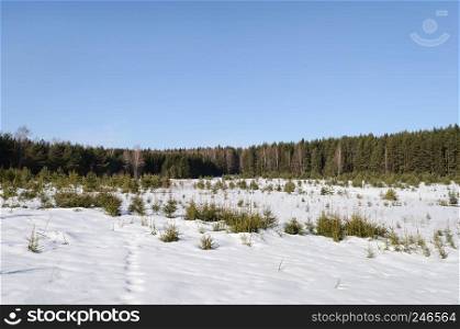 Winter landscape. Large glade covered with snow in coniferous forest, sunny day.