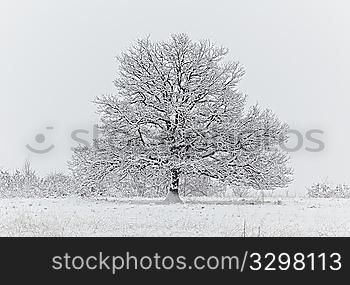 Winter landscape: naked oak tree in a snowfield during an heavy snowfall