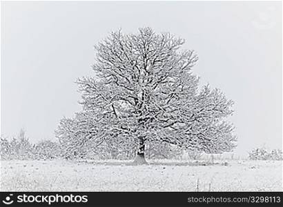Winter landscape: naked oak tree in a snowfield during an heavy snowfall