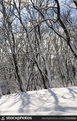 Winter landscape of a sunny forest after a heavy snowfall
