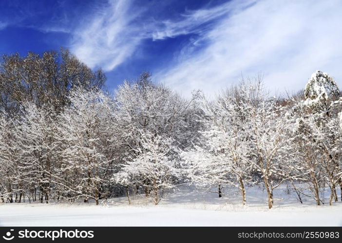 Winter landscape of a sunny forest after a heavy snowfall