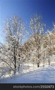 Winter landscape of a sunny forest covered with snow