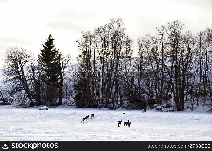 Winter landscape of deers and snowy trees
