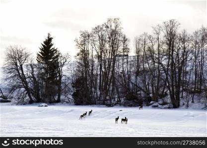 Winter landscape of deers and snowy trees