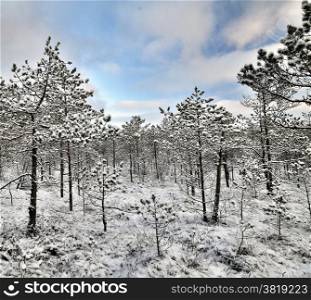 Winter landscape of early morning. Snow covered fine pine forest and wooden footpath