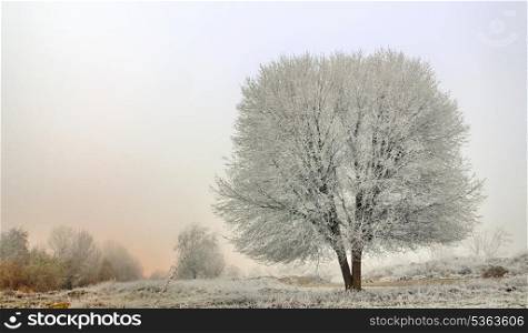 winter landscape of frozen trees in morning time