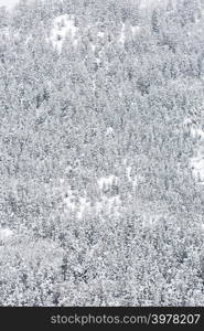 winter Landscape of Pine Forest at Shirakawago Chubu Japan