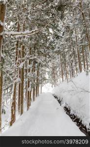 winter Landscape of Pine Forest at yudanaka Nagano Chubu Japan