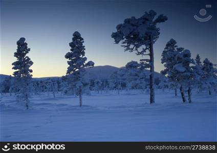 Winter landscape of snowy forest