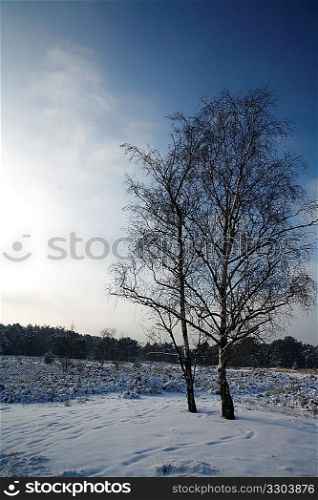 Winter landscape on clear day