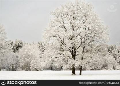 Winter landscape on the bank of a small river, bushes and trees covered with snow.. Natural winter landscape