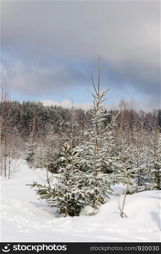 Winter landscape, small fir trees at forest edge